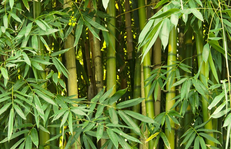 FIVE THINGS YOU SHOULD NOW ABOUT BAMBOO